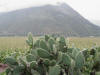 Cacti & Corn 