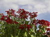 Pointsettias 