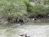 River cows
