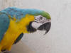 Parrot