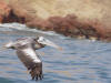 Pelican in Flight 