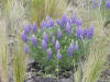 Lupine