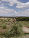 Pampas Grass