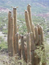 Cactus Birds
