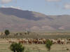 Llama Crossing