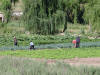 Gardeners