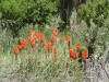 Afro Flowers