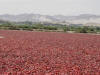 Drying Chilies