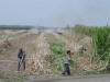 Cutting Cane