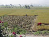 Rice Harvest 