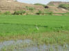 Stork in rice 