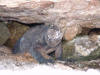 Marine Iguana