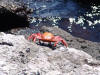 Crab