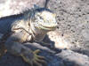 Iguana 