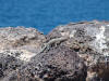 Lizard doing Push-Ups 