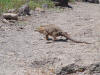 Iguana Crossing