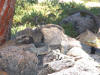 Marine Iguana