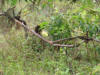 Yellow Warbler