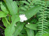 Guayaba Bloom