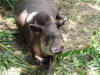 Tapir 