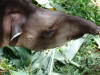 Tapir Face 