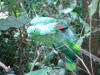 Green Parrot 