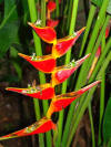 Heliconia