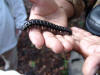  Millipede