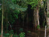 Swamp