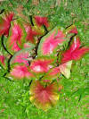 Pretty Leaves