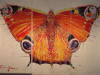 Grippa's Butterfly 