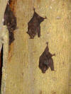  Bats 