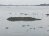 Floating Mangrove