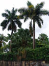 Palms