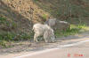 Mountain Sheep on the street