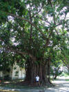 Big Tree