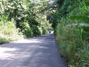 Tunnel of Trees