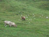 Cattle & Egret