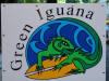 Green Iguana