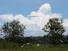 Cattle & Clouds 