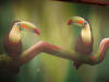 Two Toucans