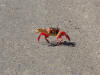 Crab Crossing