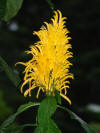 Yellow Plume