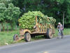 Banana Wagon