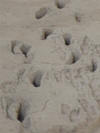 Footprints