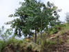 Boy Under Tree