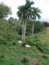 Cattle & Palms