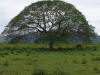 Tree & Horse