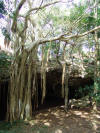 Cenote Tree