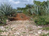 Sisal Plantation